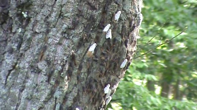 The gypsy moth, Lymantria dispar смотреть онлайн