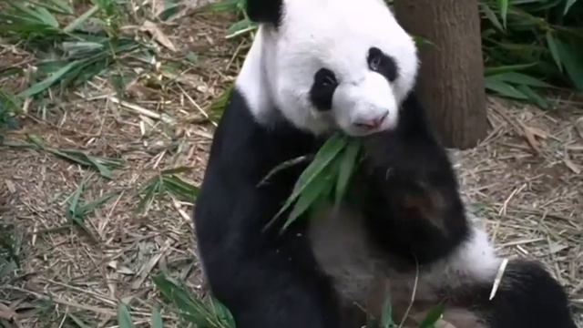 Как звучит панда? What does a panda sound like? смотреть онлайн