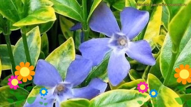 Барвинок малый Ауреовариегата. Краткий обзор, описание характеристик vinca minor Aureovariegata смотреть онлайн
