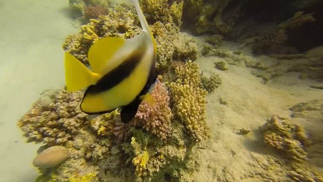 Marsa Nakari смотреть онлайн