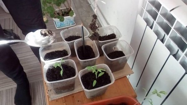 Пикирование помидор.🍅