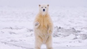 О белом медведе. Развивающее видео