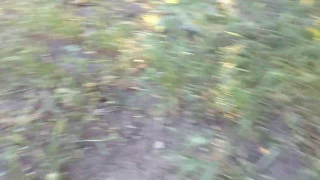 Утренняя прогулка с Арчи и команда "ко мне" (щенок немецкой овчарки 1 месяц и 8 дней) смотреть онлайн