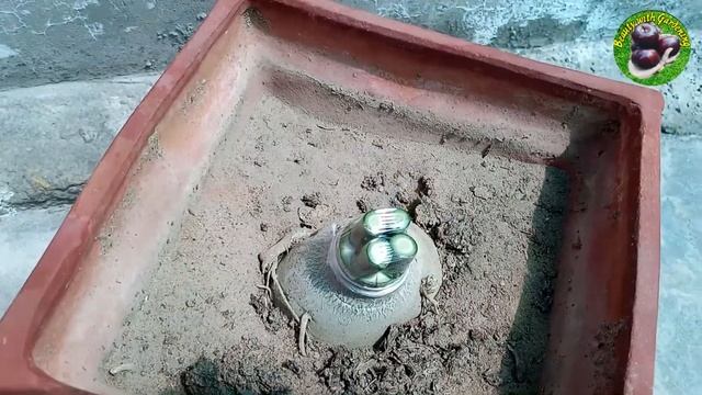 How To Multiple Graft On ADENIUM | Grafting Technique Adenium Plant
