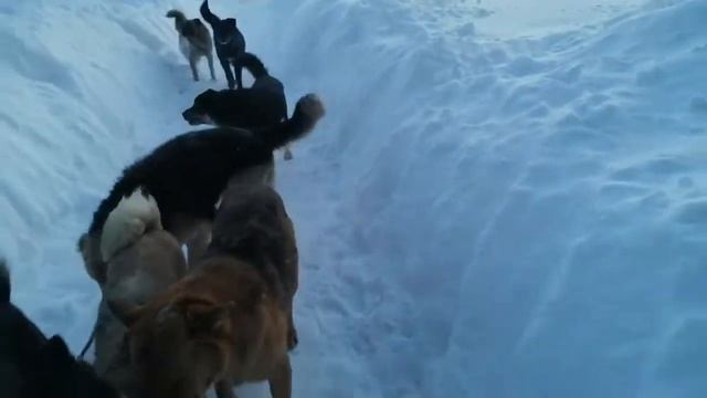 Стаи собак нападают на людей смотреть онлайн