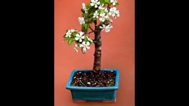 Flowering Pear Bonsai Tree (pyrus communis) смотреть онлайн