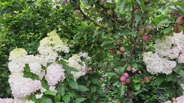 Пора обработать растения в саду от болезней! Каталог саженцев в вацапе 89193271772