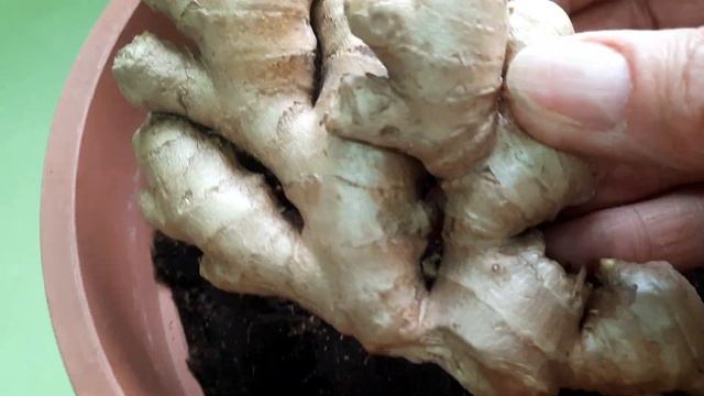 ИМБИРЬ на подоконнике.Выращивание имбиря из магазинного корня.Посадка.СТИХиЯ смотреть онлайн