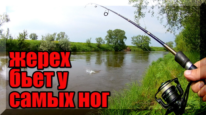 Эти Жереха просто оборзели. Ловля Голавля, Жереха на Спиннинг. Реальная рыбалка 2020. смотреть онлайн