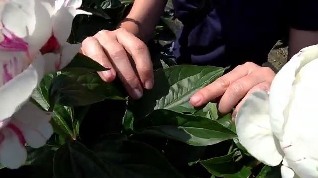 Белоснежный пион ESKIMO PIE / Сад Ворошиловой