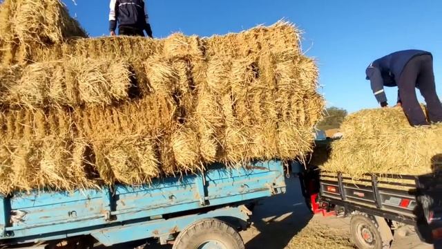 хазарасп ем хашак янги нархлари!!! 24 сентябрь 2023