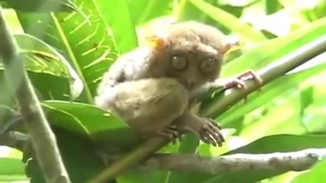 Заповедник долгопятов Бохол Филиппины ⁄ Tarsius Bohol Philippines смотреть онлайн
