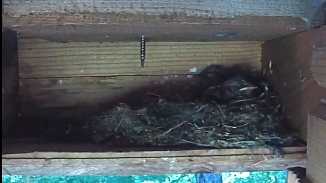 Гнездо соловья