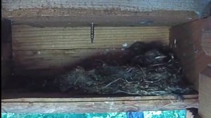 Гнездо соловья