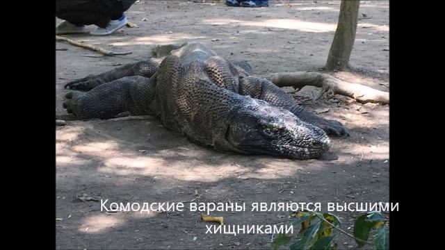 Остров драконов. Комодо 2018 год смотреть онлайн