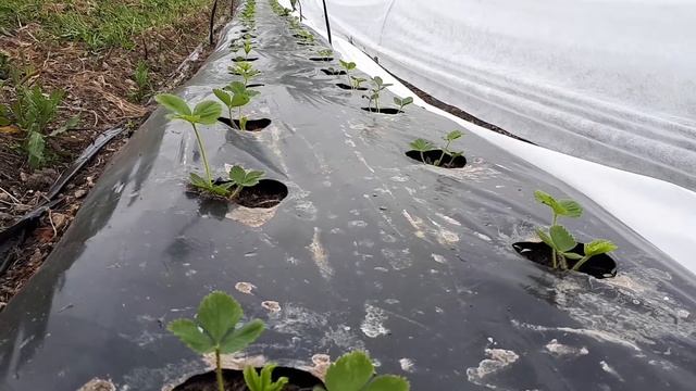 Как подлить удобрение под корень растения, чтобы спина не болела / Огород дяди Вовы смотреть онлайн