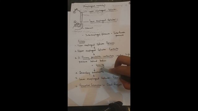GIT motility made easy! Quick revision of BRS/USMLE (part 2) смотреть онлайн