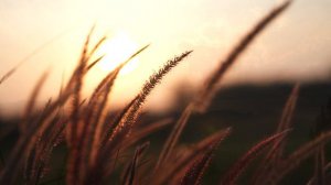 Красивое фоновое видео под музыку из песни Катюша.