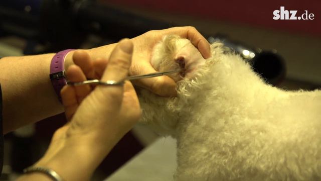 Pet Groomer - Was ist das? смотреть онлайн