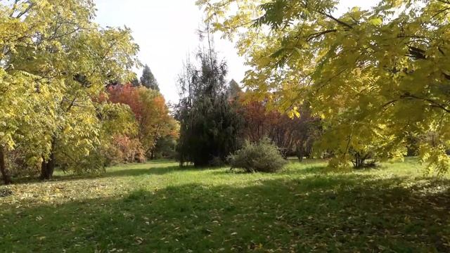 Орех маньчжурский, осенние тона, дендрарий. смотреть онлайн