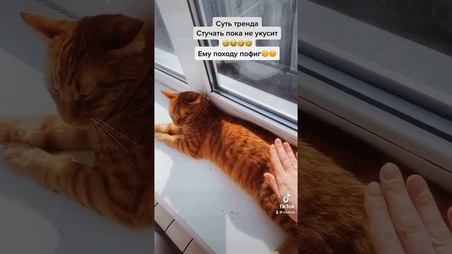 Симба и бит смотреть онлайн