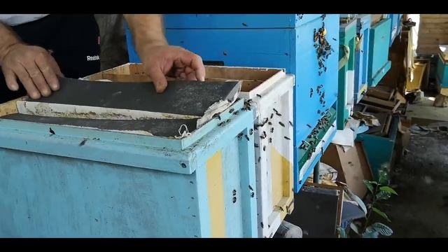 Судьба отдельных пчелосемей, оставленных для "тех. нужд." смотреть онлайн