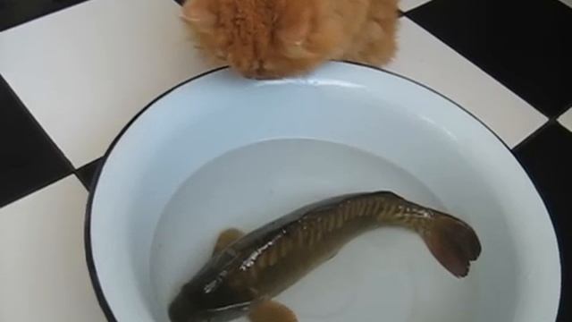 кот ловит рыбу,рыба кот смотреть онлайн