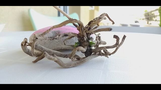 ожил #ТРУП забытой ОРХИДЕИ___ #интрига, однако смотреть онлайн