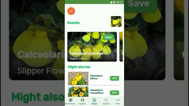 PlantSnap Identifies A Slipper Flower (Calceolaria Tomentosa)