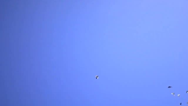 Голуби Кз . Талдыкорган. Наблюдаем- выбираем .Осень 2019г смотреть онлайн