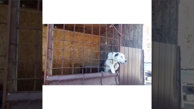 Как охраняет Алабай в 6 месяцев. смотреть онлайн