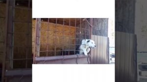 Как охраняет Алабай в 6 месяцев.