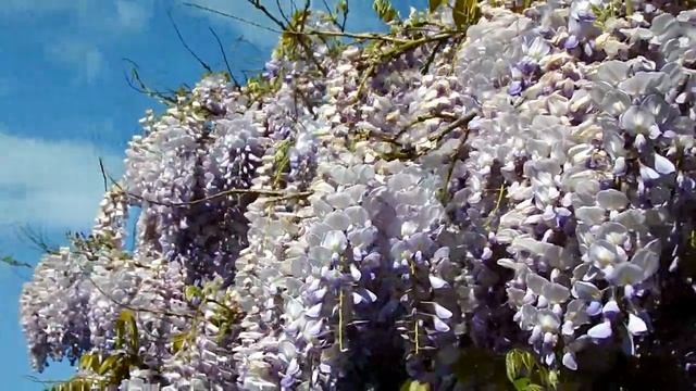 Экзотическое растение. Глициния. Вистерия./ Exotic plant. Wisteria. Glycinia смотреть онлайн