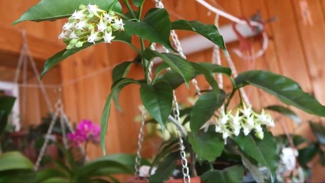 Спатифиллум спасён! Сортирую растения смотреть онлайн