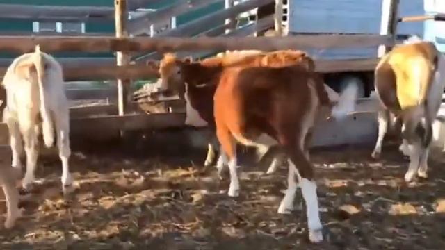 Бычки на экспорт из России. продажа оптом из России. смотреть онлайн