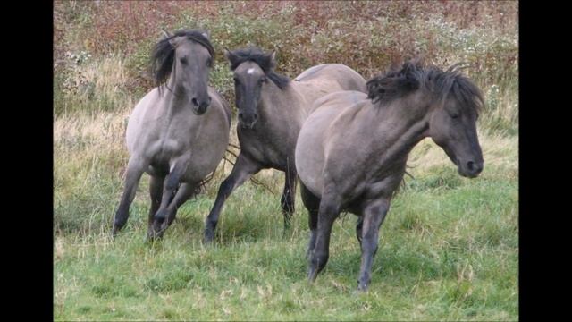 САМЫЕ ДОРОГИЕ ПОРОДЫ ЛОШАДЕЙ ТОП 5 смотреть онлайн