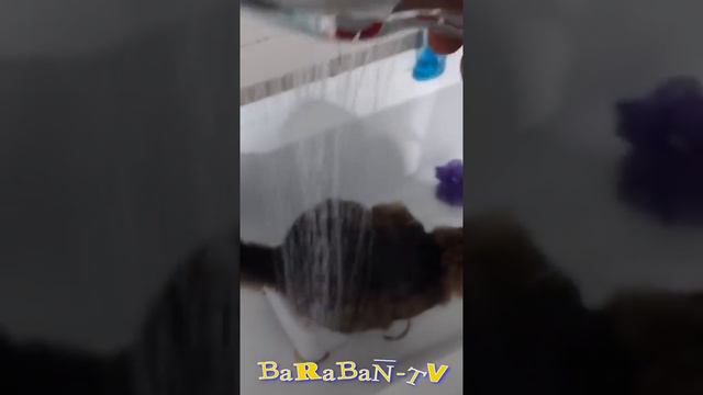 😺 A painting instead of a toilet! 🐈 Funny video with cats and kittens! 😸 смотреть онлайн