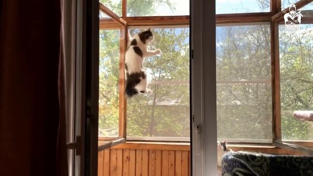 Антикошка Киров. Установка сеток на окно, балкон, лоджию от выпадения кошек. Антикоготь, Антиклюв. смотреть онлайн