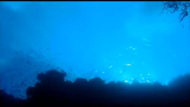 Дайвинг в Красном Море смотреть онлайн
