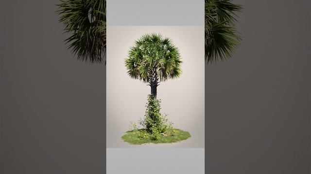 Sabal Palm - Small 3D Environment смотреть онлайн