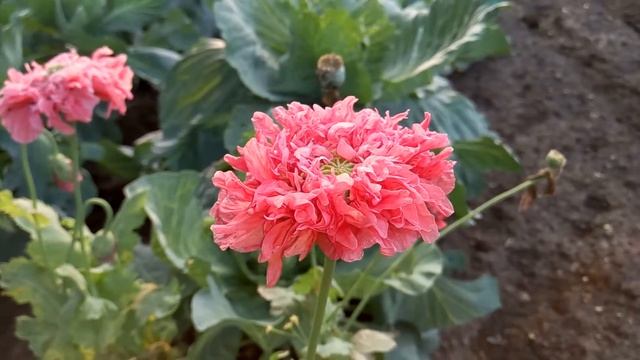 Полевой мак красная книга смотреть онлайн