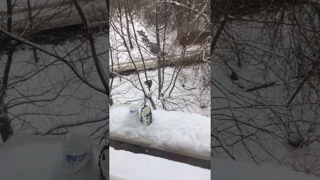 Птички кушают из нашей кормушки смотреть онлайн