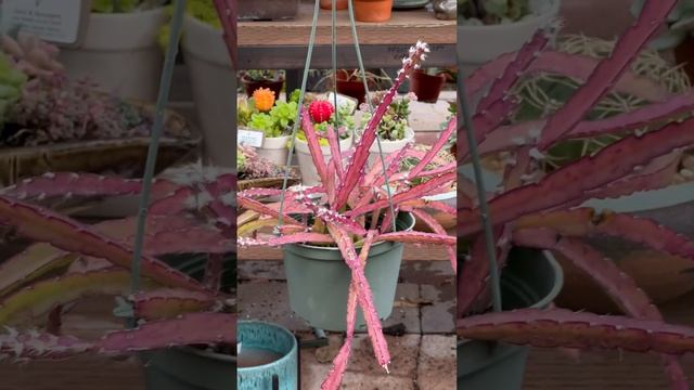 "Trailing Purple Cactus"! Cool plant native to Argentina (Lepismium cruciforms) смотреть онлайн