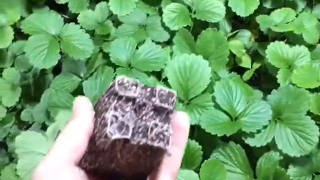 Рассаде земляника садовой Королева Елизавета смотреть онлайн