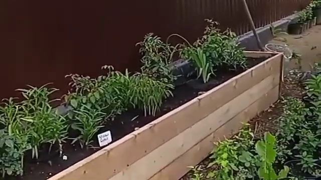 высокие грядки, лилии в горшках, пионы в горшках,супер способ выращивания, проверенный способ. смотреть онлайн