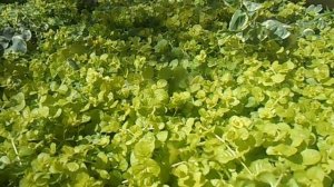 вербейник монетчатый