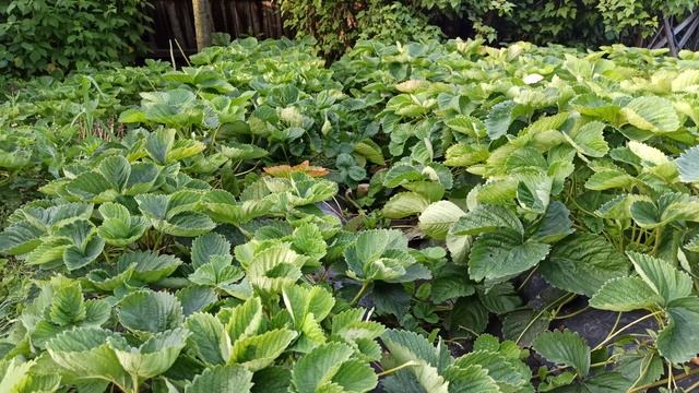 Сколько я заработал на выращивании клубники. смотреть онлайн