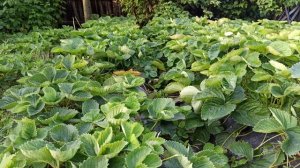 Сколько я заработал на выращивании клубники.