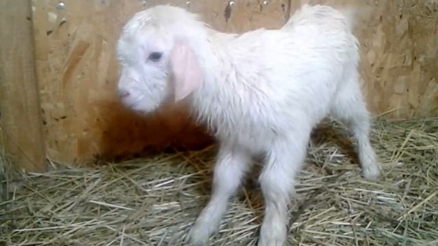 Какие рождаются козлята.