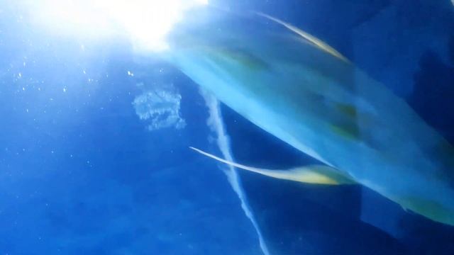 Город Ганновер экскурсия по зоопарку,тропиках. смотреть онлайн